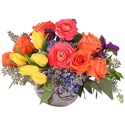 Vivid Splendor